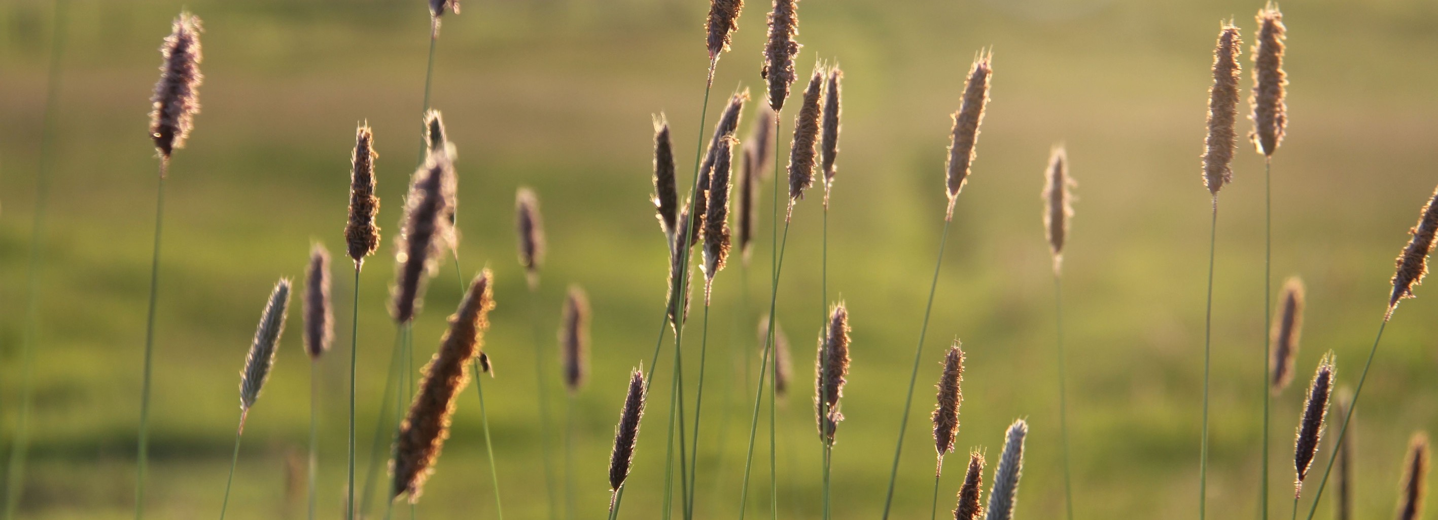 Straws in the evening sun.