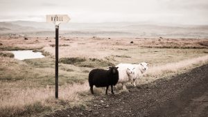 Sheep by the road