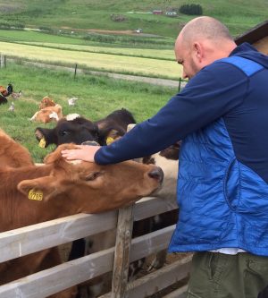 Man meets cow at Erpsstadir dairy farm