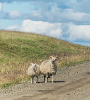 At a sheep farm in Hvalfjordur