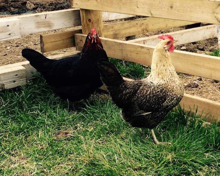 Free range chicken - West Iceland