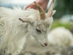 Sweet Icelandic goat kid at Haafell