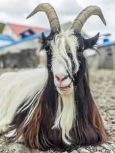 Coulourful settlement goat
