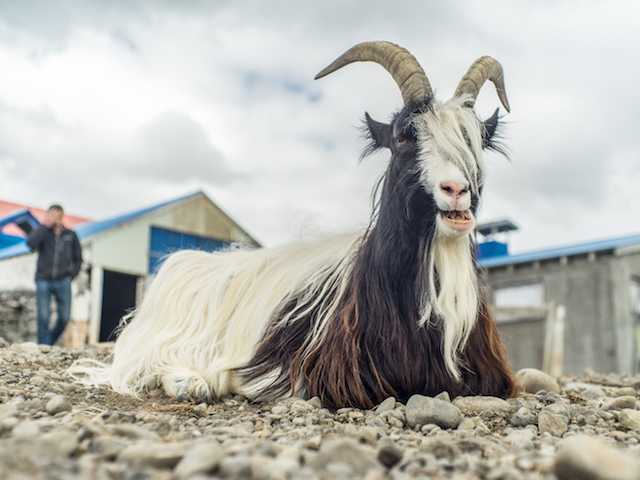 Glorious goat at Haafell