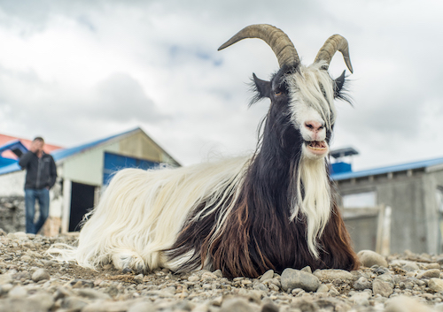 Haafell goat farm