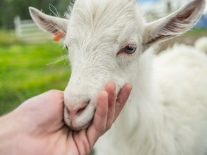 Icelandic goat baby