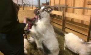 Social Icelandic goat