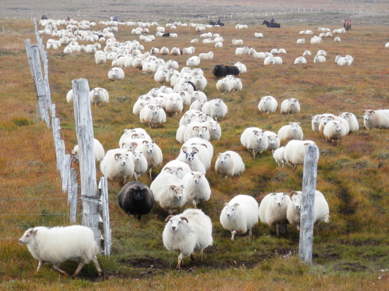 Sheep-round up in Iceland