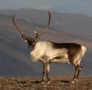 Birth of Spring. Reindeer.